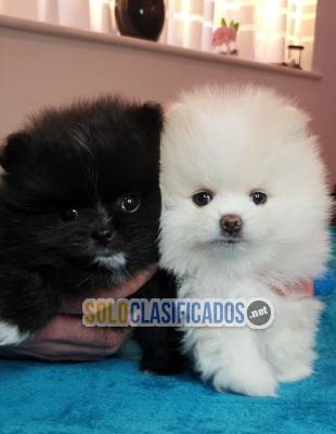 Solo Clasificados - cachorros Pomerania 