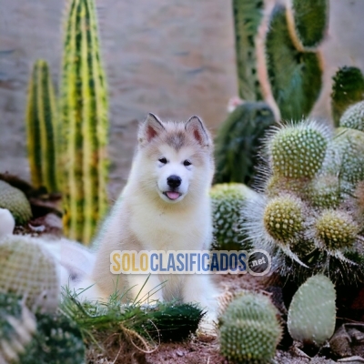 HERMOSO CACHORRO LASKAN MALUMATE PARA SU HOGAR... 