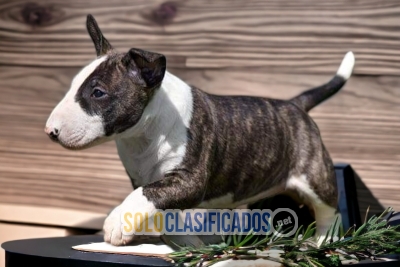 Elegant and beautiful Bull Terrier Dog... 