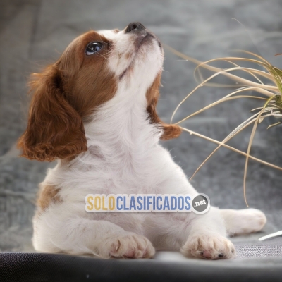 Unique Cavalier King Charles Spaniel Noble Puppies... 