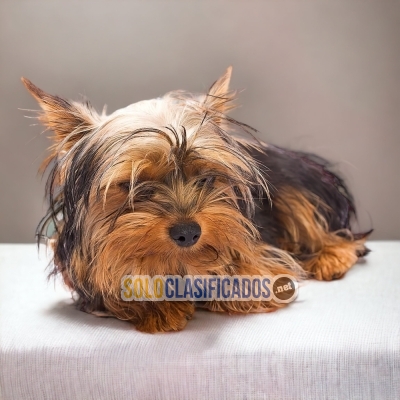 YORKIE  A FURRY FOR YOUR HOME... 