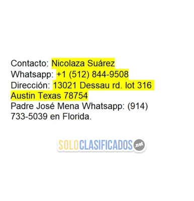 Solo Clasificados - Gano C’Real  Combinación de avena extracto de ganoderma y espirulina súper nutriente alto contenido de vitaminas minerales aminoácidos fibra - imagen: 2