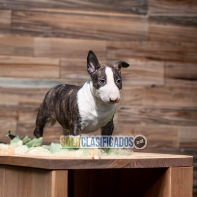 BEATIFULL BULL TERRIER  Certificate of purity of breed... 