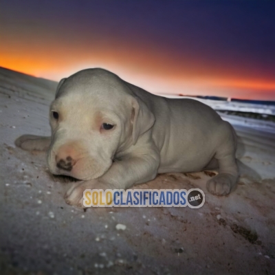 LINDO CACHORRO DOGO ARGENTINO... 