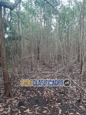 Solo Clasificados - Fincas En Venta Monte Plata!! (Republica Dominicana) - imagen: 4