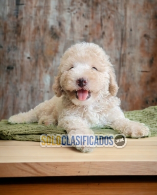 French Poodle Normal lindos Cachorros... 