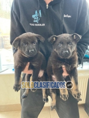 American German Shepherd 3 month old babies at a good sale price... 