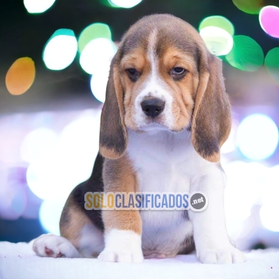 BEAGLE POCKET AMERICANO          IT WILL BE YOUR COMPANION AND BE... 