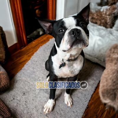 Boston Terrier American Gentleman pretty Puppies... 