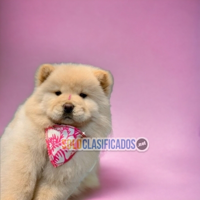 Bonito cachorro raza Chow Chow... 