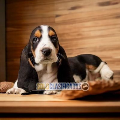 CUTE  BASSET HOUND... 