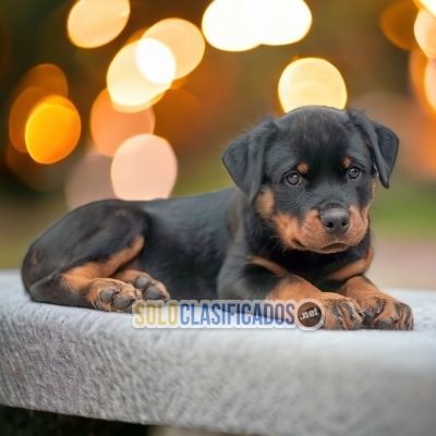 ROTTWEILLER LINEA AMERICANA A FURRY FOR YOUR HOME... 