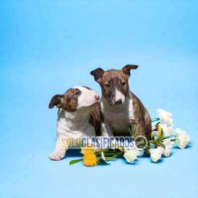 BULL TERRIER DISPONIBLE AQUI... 