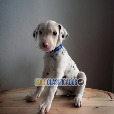 Beautiful puppies available DALMATA with the best market conditio... 
