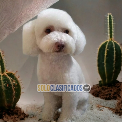 DULCES CACHORROS FRENCH POODLE NORMAL... 