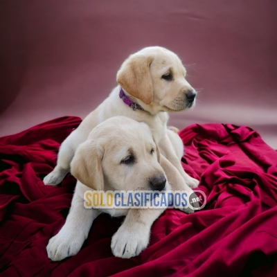 LABRADOR RETRIVIER               ilinois... 