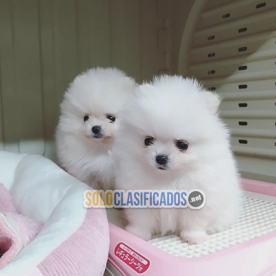Cachorros de pomerania de raza pura disponibles...