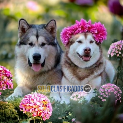 DISPONIBLE HERMOSOS ALASKAN MALAMUTE / ALASKAN MALAMUTE AVAILABLE... 