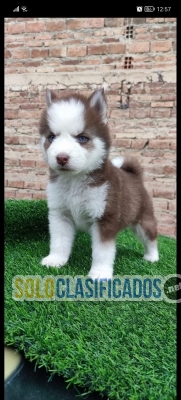 Necesitas una mascota? Lindos cachorros raza Husky Siberiano... 