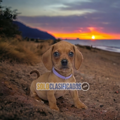 Perro Salchicha Elegantes y Finos Cachorros... 