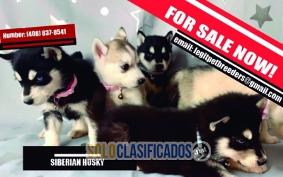 SIBERIAN HUSKY PUPPIES FOR A LOVING HOME... 