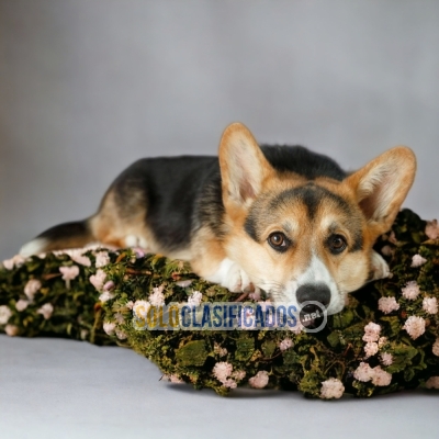 CORGI DE PEMBROKE HAPPINESS FOR YOUR HOME... 