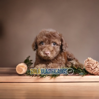 FRENCH POODLE CHOCOLATE DISPONIBLE NORTH CAROLINA... 