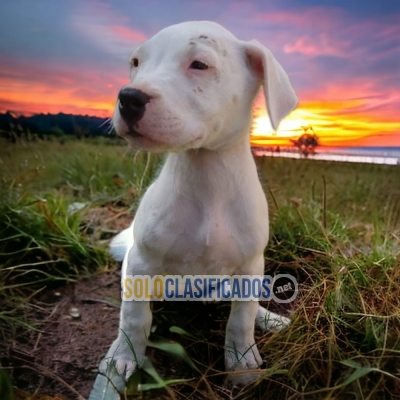 HAIRY  DOGO ARGENTINO AVAILABLE... 