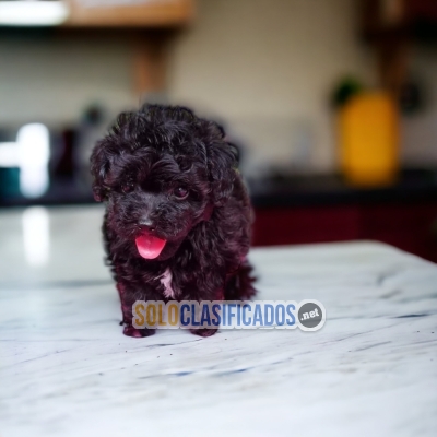 PUPPY ENTERS FRENCH POODLE NEGRO... 