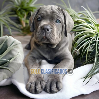 CANE CORSO LOVE PUPPY... 