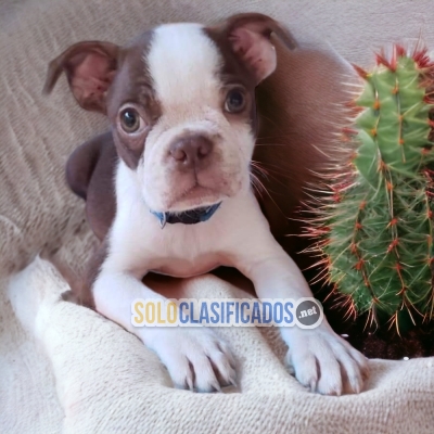 Bonito BOSTON TERRIER en oferta!... 