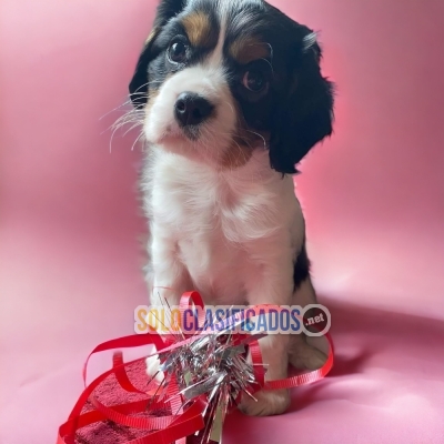 Cavalier King Charles Spaniel Amazing Puppies Just for You... 