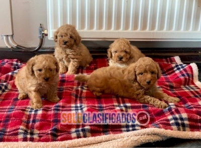 Lindos cachorros poodle pequeños al mejor precio de venta Whatsap... 