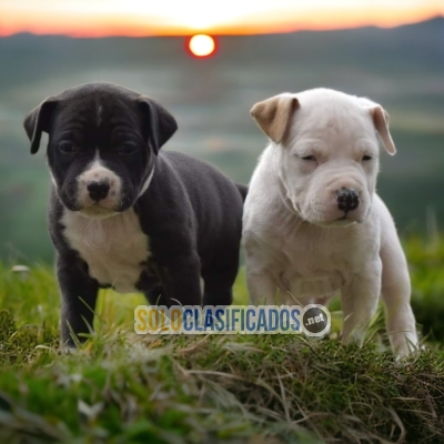American Stafford Radiant Puppies Just the One for You... 