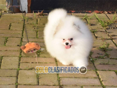 Cachorros Pomerania de raza pura Pomerania...