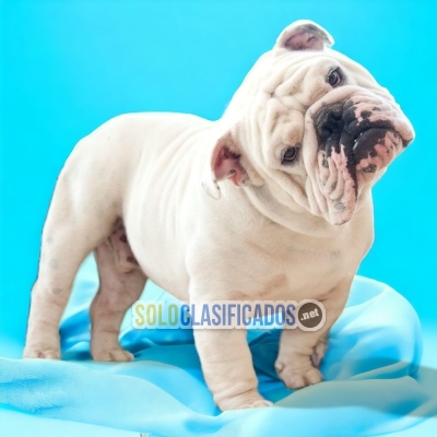 ENGLISH BULLDOG DOGS AVAILABLE... 