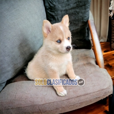 Hermosos cachorros disponibles Malamute de Alaska con las mejores... 