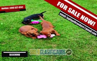 ADORABLE DASCHUND PUPPIES FOR SALE RIGHT NOW... 
