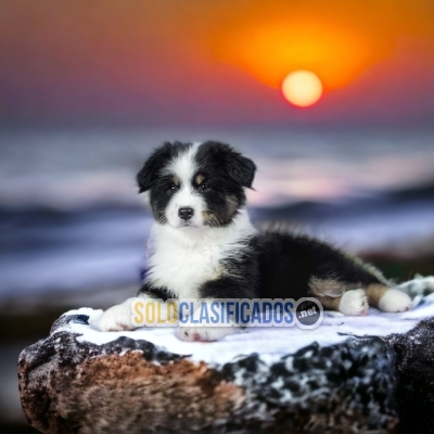 BELLO CACHORRO BORDER COLLIE... 