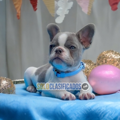 Beautiful puppies available now: French Bulldog... 