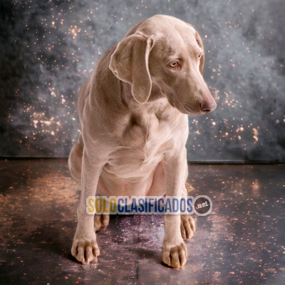 Weimaraner A  FURRY FOR YOUR HOME... 