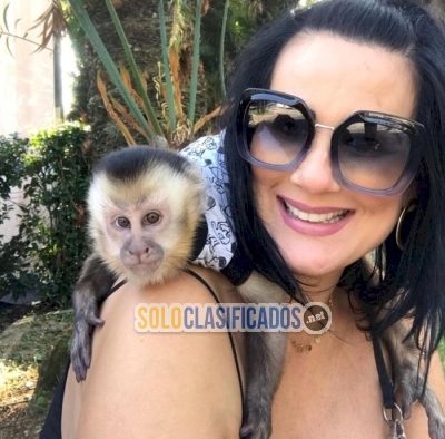 Mono Capuchino cara blanca bebe en adopción... 