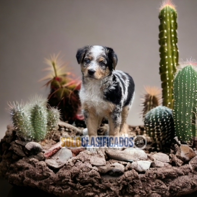 BORDER COLLIE   MORE THAN A FRIEND IS FAMILY TO YOU... 