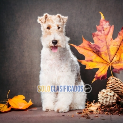 1SWEETIE FOX TERRIER PELO LARGO... 