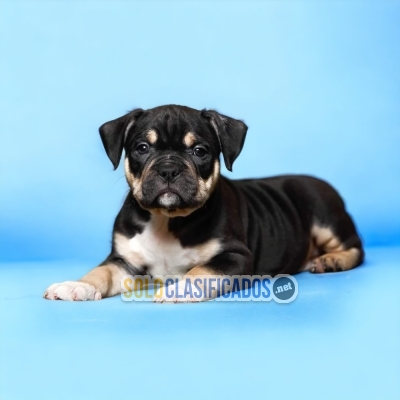 Preciosos y cariñosos cachorros American Bully... 