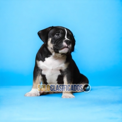 HAIRY AMERICAN BULLY  FOR FAMILY... 