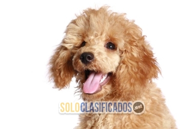 POODLE ALBARICOQUE... 