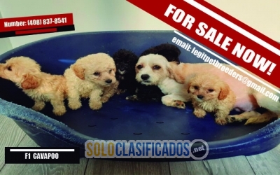 CAVAPOO PUPPIES AVAILABLE NOW FOR SALE RIGHT NOW... 