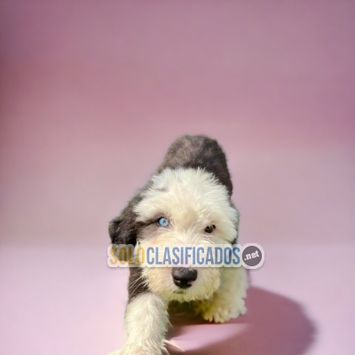 Old English Sheepdog (en)... 