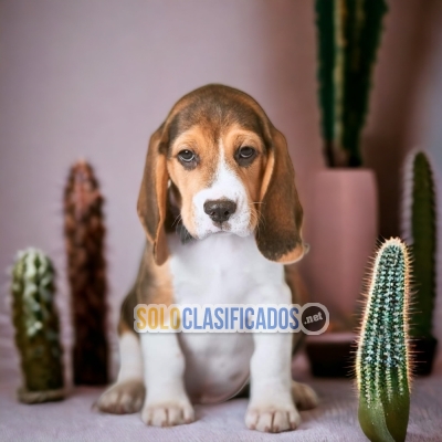 SWEET PUPPIES BEAGLE POKET AMERICANO... 